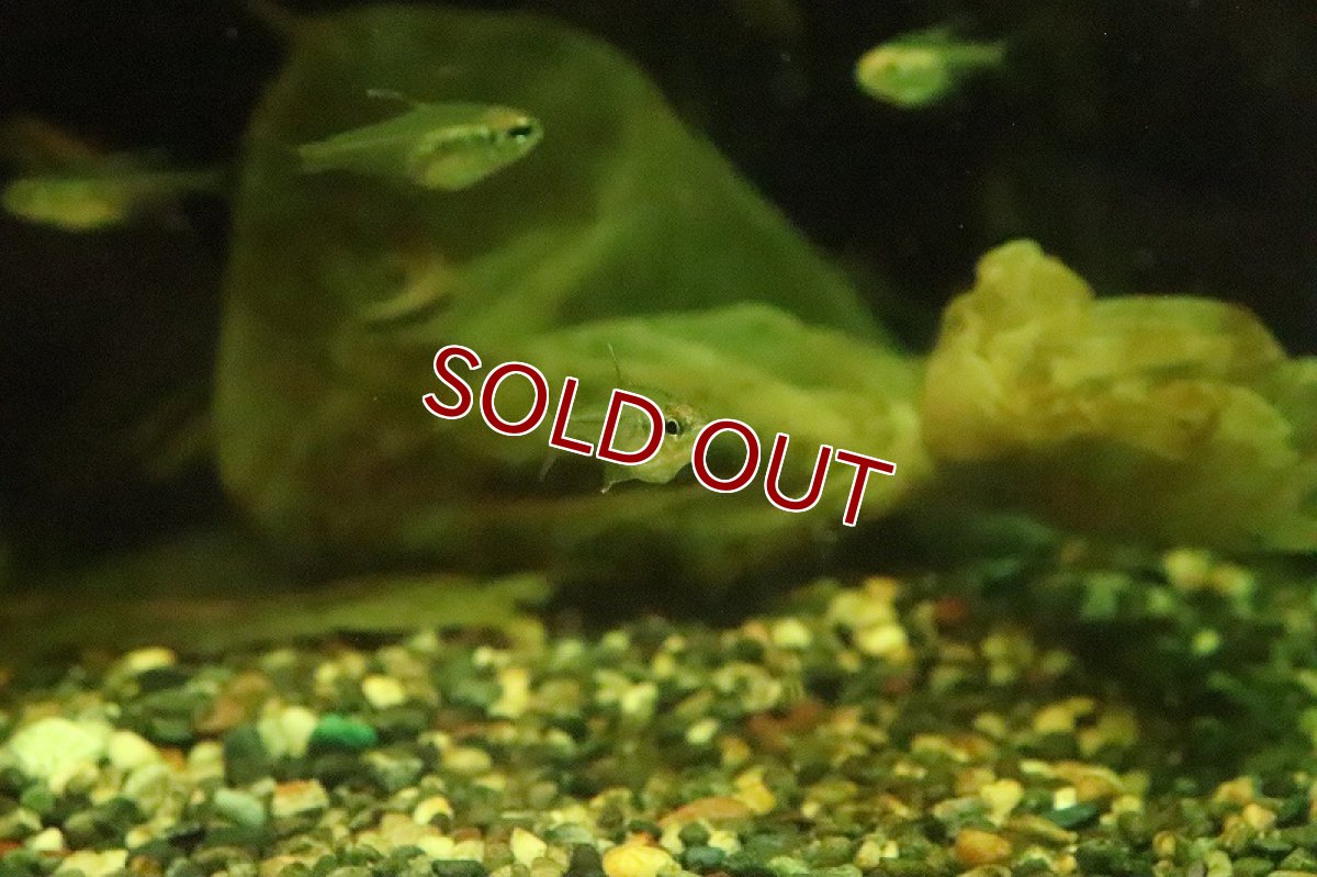 画像3: 【淡水魚】新種 クリスタルエレガンステトラ リオジャマンシン産 ワイルド【１匹】(珍カラ)(生体)(淡水)NKCＫ (3)