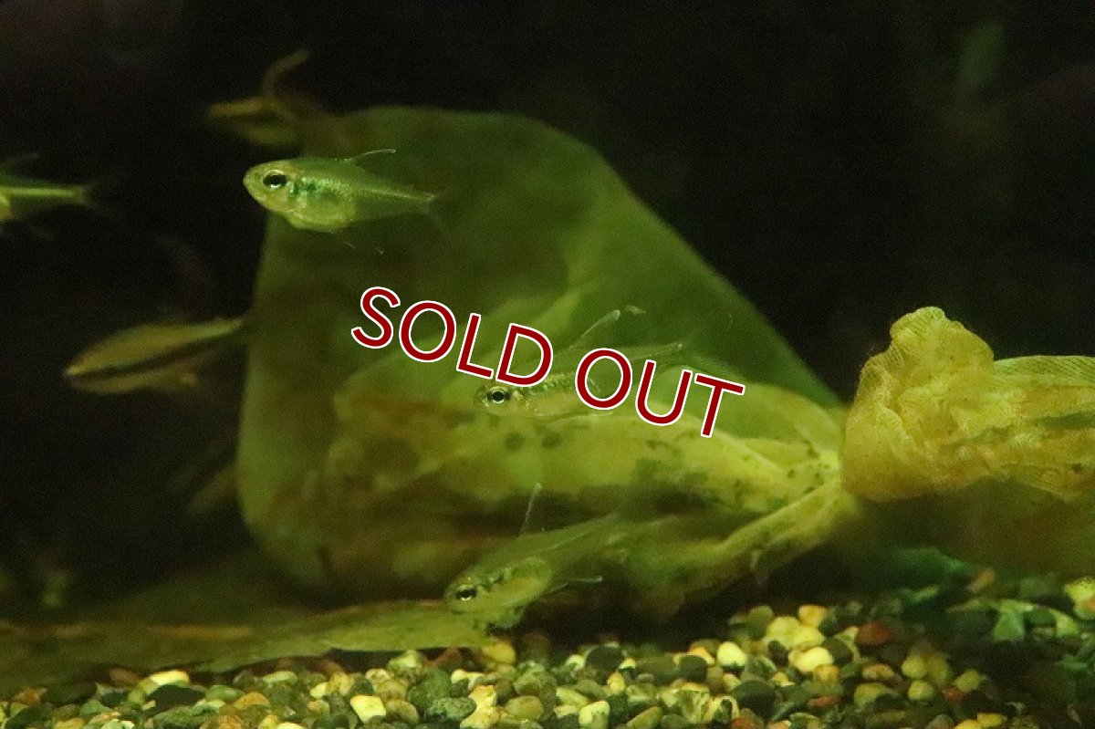 画像4: 【淡水魚】新種 クリスタルエレガンステトラ リオジャマンシン産 ワイルド【１匹】(珍カラ)(生体)(淡水)NKCＫ (4)