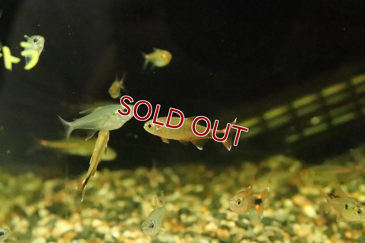 画像2: 【淡水魚】ハセマニア ナナ マットグロッソ産 ワイルド【１匹】(珍カラ)(生体)(淡水)NKCＫ (2)