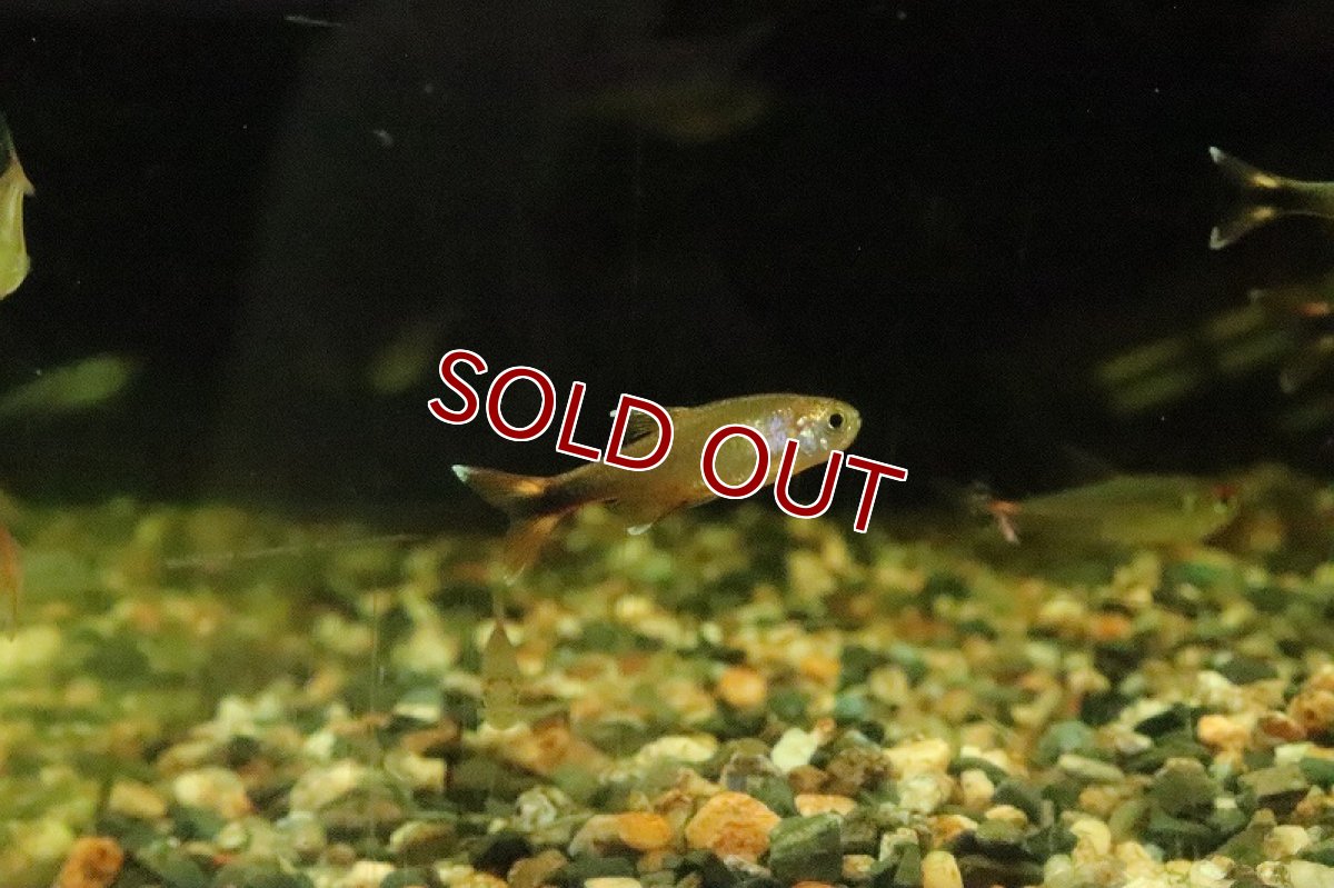 画像3: 【淡水魚】ハセマニア ナナ マットグロッソ産 ワイルド【１匹】(珍カラ)(生体)(淡水)NKCＫ (3)