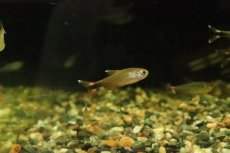 画像3: 【淡水魚】【通販】ハセマニア ナナ マットグロッソ産 ワイルド【１匹】(珍カラ)(生体)(淡水)NKCＫ (3)