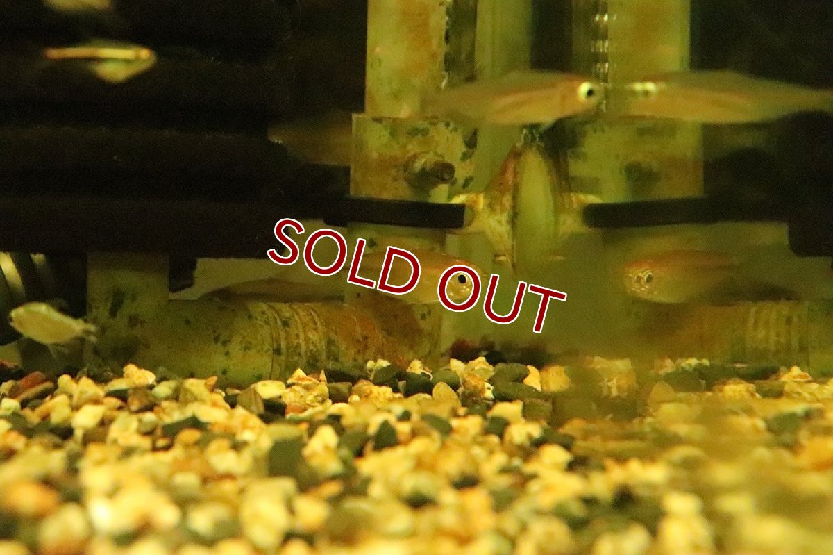 画像2: 【淡水魚】【通販】大特価 レインボーコンゴテトラ ワイルド【1匹 サンプル画像】(珍カラ)(生体)(淡水)NKCＫ (2)