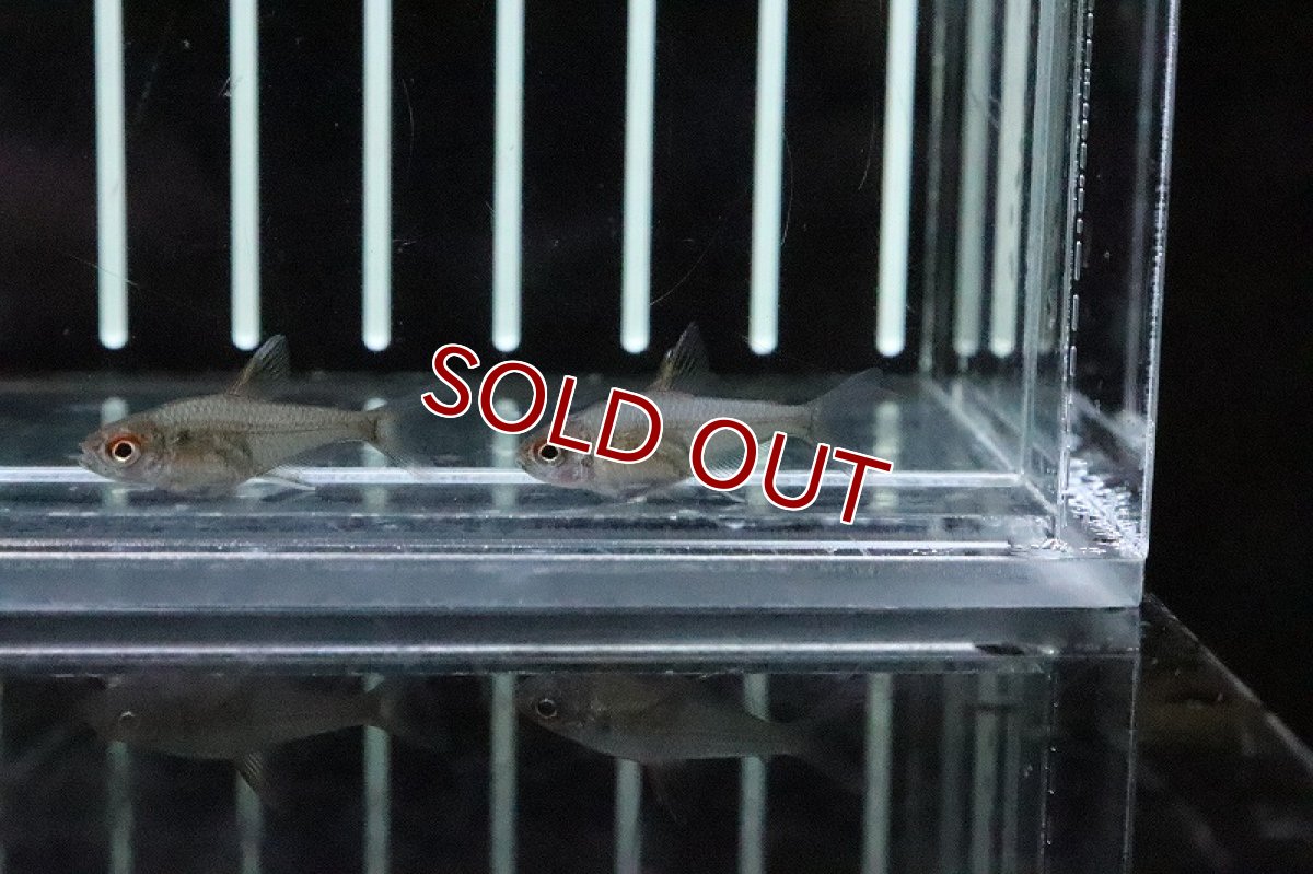 画像2: 【淡水魚】ピーチレモンテトラ テレスピレス産 ワイルド【１匹】(珍カラ)(生体)(淡水)NKCＫ (2)