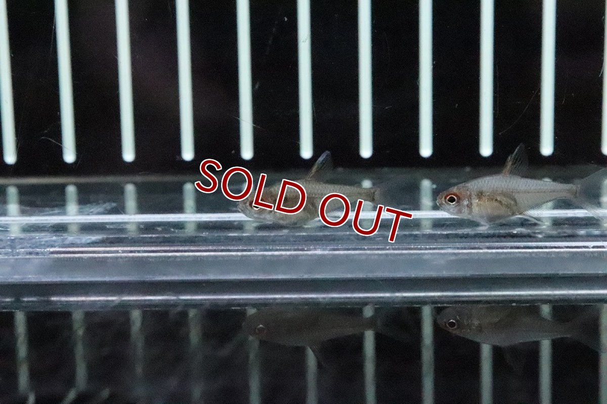 画像3: 【淡水魚】ピーチレモンテトラ テレスピレス産 ワイルド【１匹】(珍カラ)(生体)(淡水)NKCＫ (3)