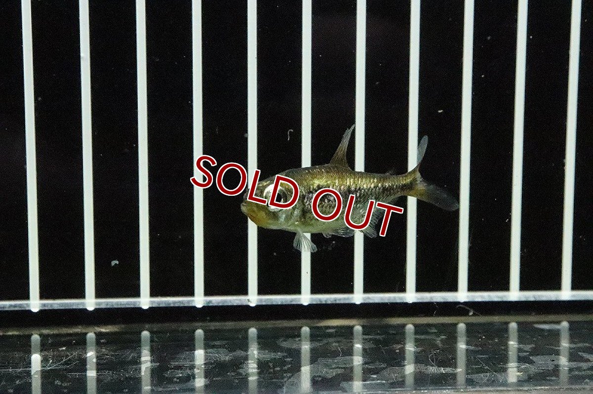 画像2: 【淡水魚】プラチナイエローコギャルテトラ ワイルド【1匹 サンプル画像】(珍カラ)(生体)(淡水)NKCＫ (2)