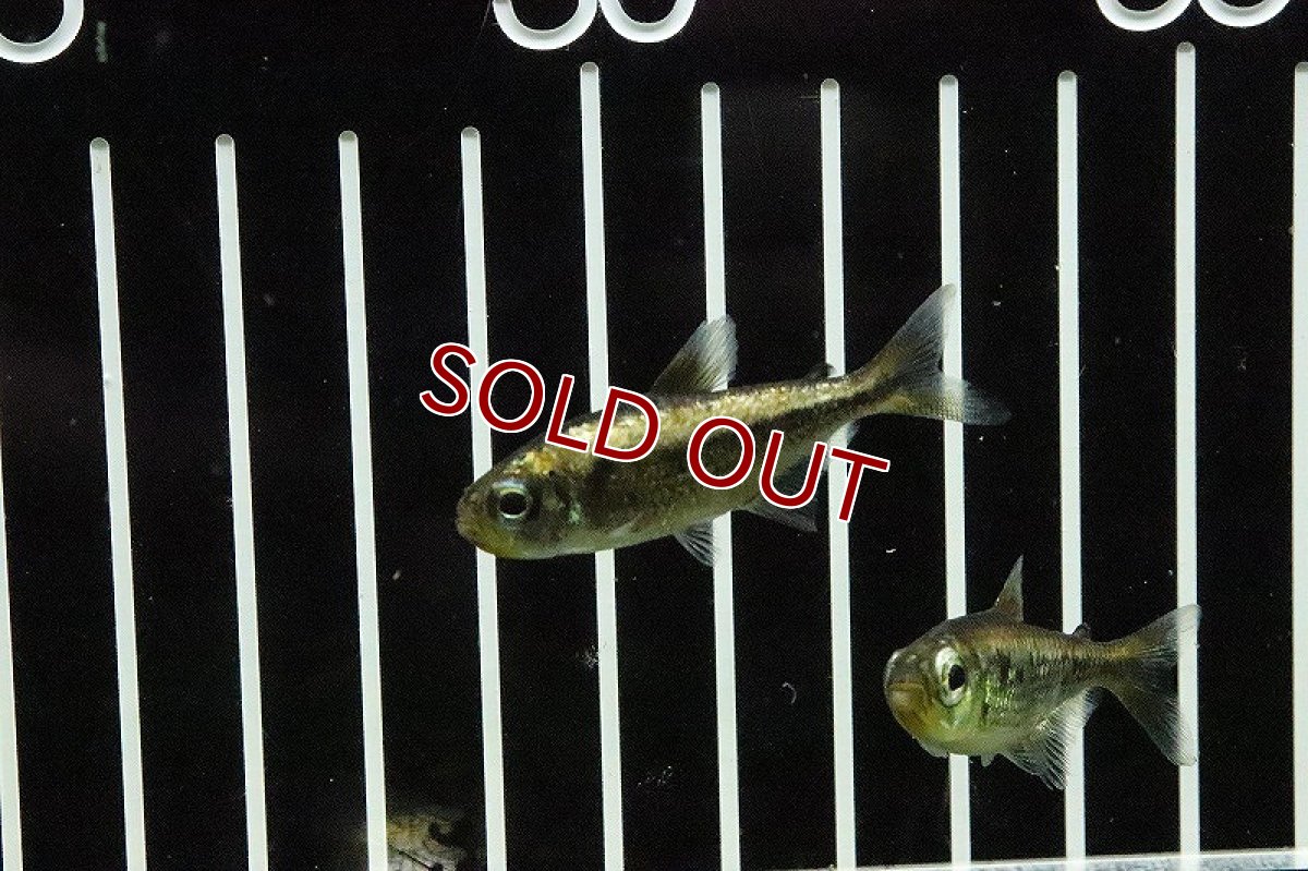 画像3: 【淡水魚】プラチナイエローコギャルテトラ ワイルド【1匹 サンプル画像】(珍カラ)(生体)(淡水)NKCＫ (3)