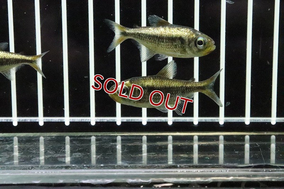 画像4: 【淡水魚】プラチナイエローコギャルテトラ ワイルド【1匹 サンプル画像】(珍カラ)(生体)(淡水)NKCＫ (4)