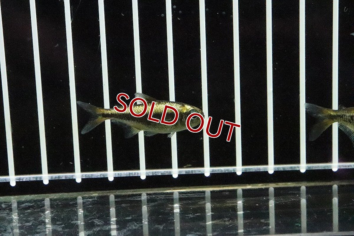 画像5: 【淡水魚】プラチナイエローコギャルテトラ ワイルド【1匹 サンプル画像】(珍カラ)(生体)(淡水)NKCＫ (5)