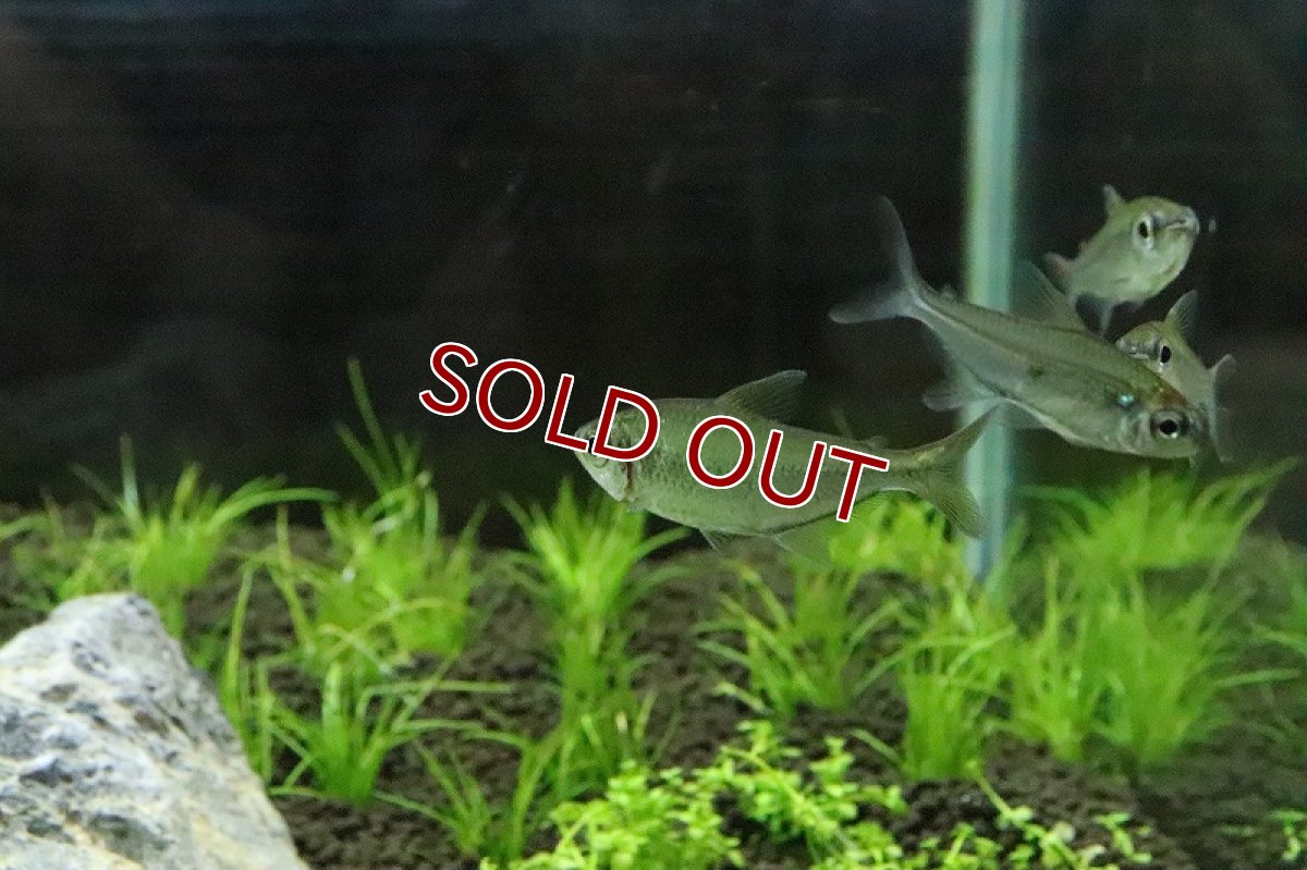 画像2: 【淡水魚】爆安 ブラジル便 ピッカーニャテトラ マニコレ産 ワイルド【１匹 サンプル画像】(珍カラ)(生体)(淡水)NKCＫ (2)