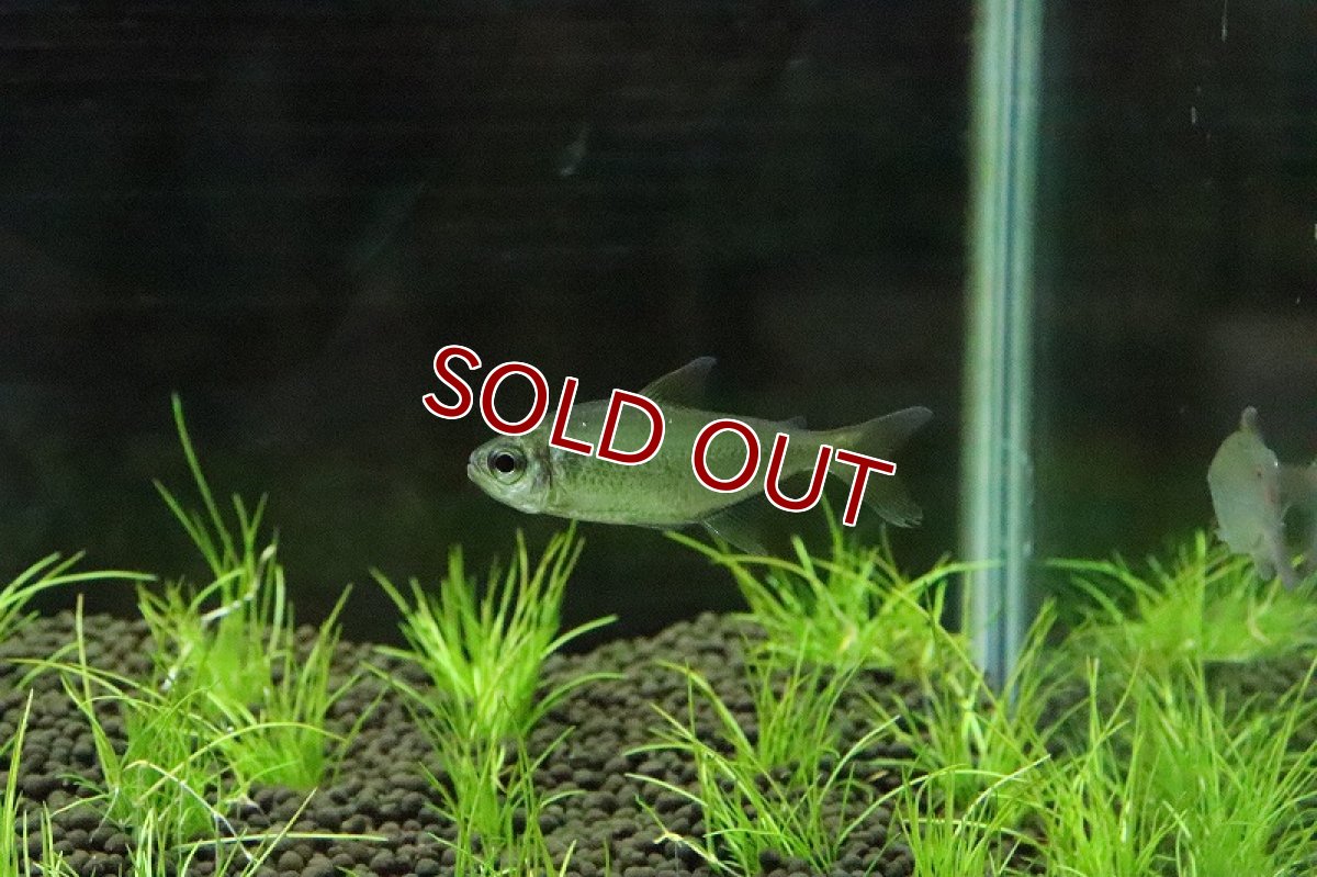 画像3: 【淡水魚】爆安 ブラジル便 ピッカーニャテトラ マニコレ産 ワイルド【１匹 サンプル画像】(珍カラ)(生体)(淡水)NKCＫ (3)