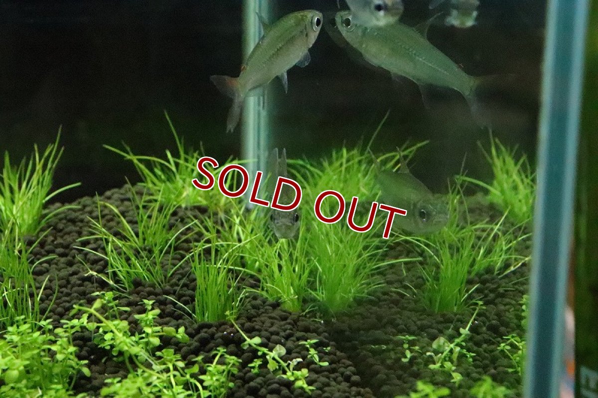 画像4: 【淡水魚】爆安 ブラジル便 ピッカーニャテトラ マニコレ産 ワイルド【１匹 サンプル画像】(珍カラ)(生体)(淡水)NKCＫ (4)