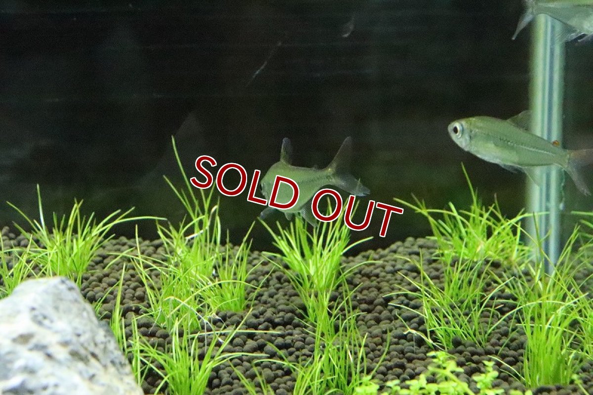 画像5: 【淡水魚】爆安 ブラジル便 ピッカーニャテトラ マニコレ産 ワイルド【１匹 サンプル画像】(珍カラ)(生体)(淡水)NKCＫ (5)