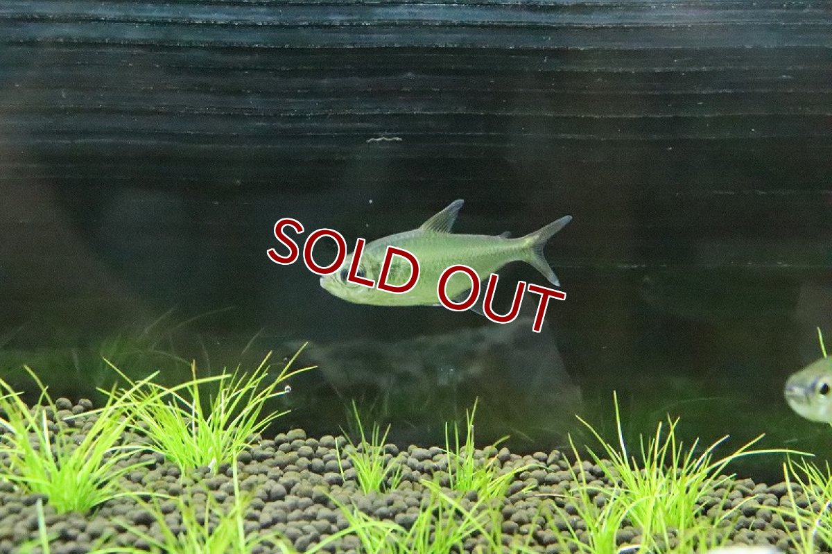 画像6: 【淡水魚】爆安 ブラジル便 ピッカーニャテトラ マニコレ産 ワイルド【１匹 サンプル画像】(珍カラ)(生体)(淡水)NKCＫ (6)