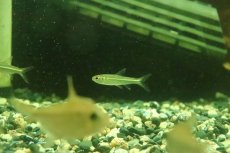 画像1: 【淡水魚】【通販】ヘミグラムス リアルベロッティ リオカイクビ産 ワイルド【１匹】(珍カラ)(生体)(淡水)NKCＫ (1)