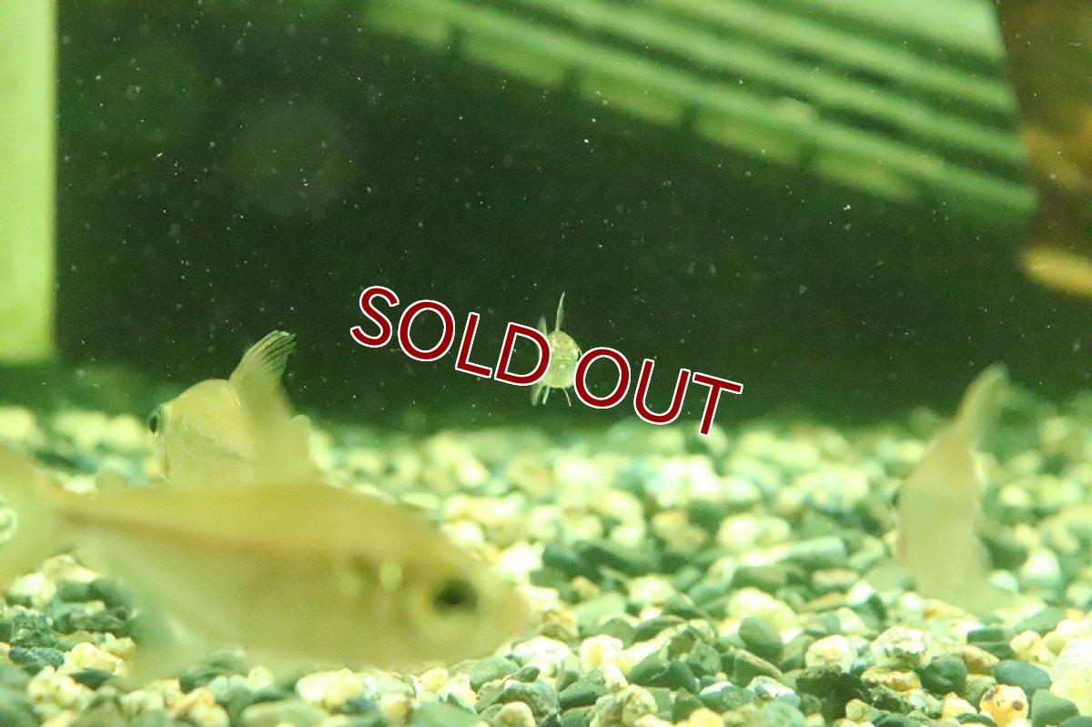 画像2: 【淡水魚】ヘミグラムス リアルベロッティ リオカイクビ産 ワイルド【１匹】(珍カラ)(生体)(淡水)NKCＫ (2)