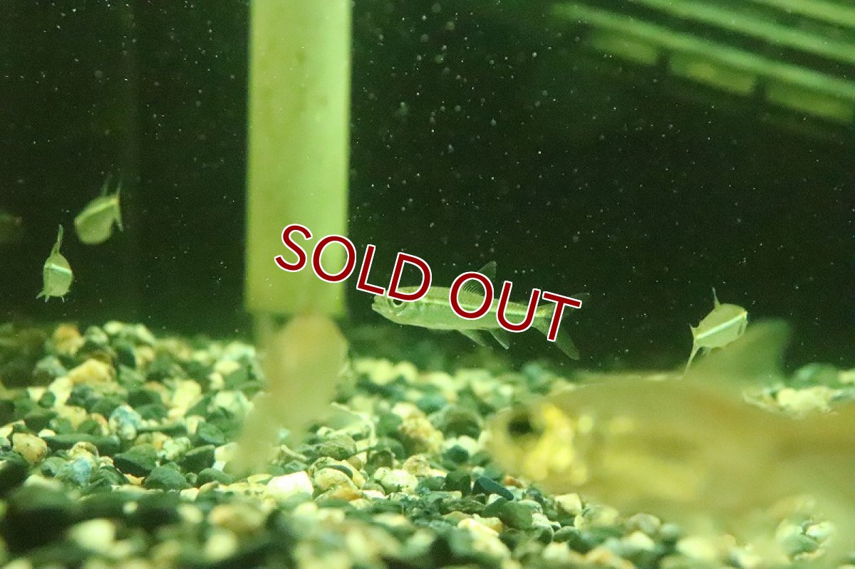 画像3: 【淡水魚】ヘミグラムス リアルベロッティ リオカイクビ産 ワイルド【１匹】(珍カラ)(生体)(淡水)NKCＫ (3)