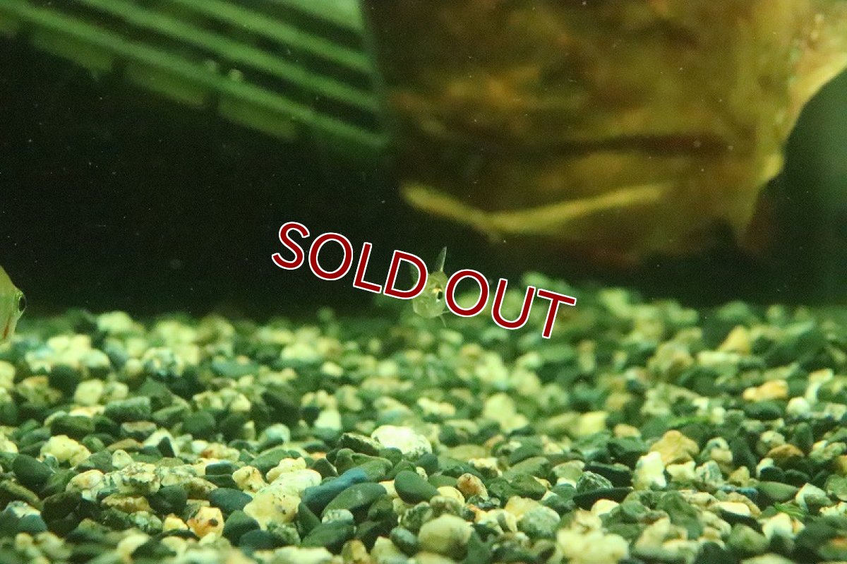 画像4: 【淡水魚】ヘミグラムス リアルベロッティ リオカイクビ産 ワイルド【１匹】(珍カラ)(生体)(淡水)NKCＫ (4)