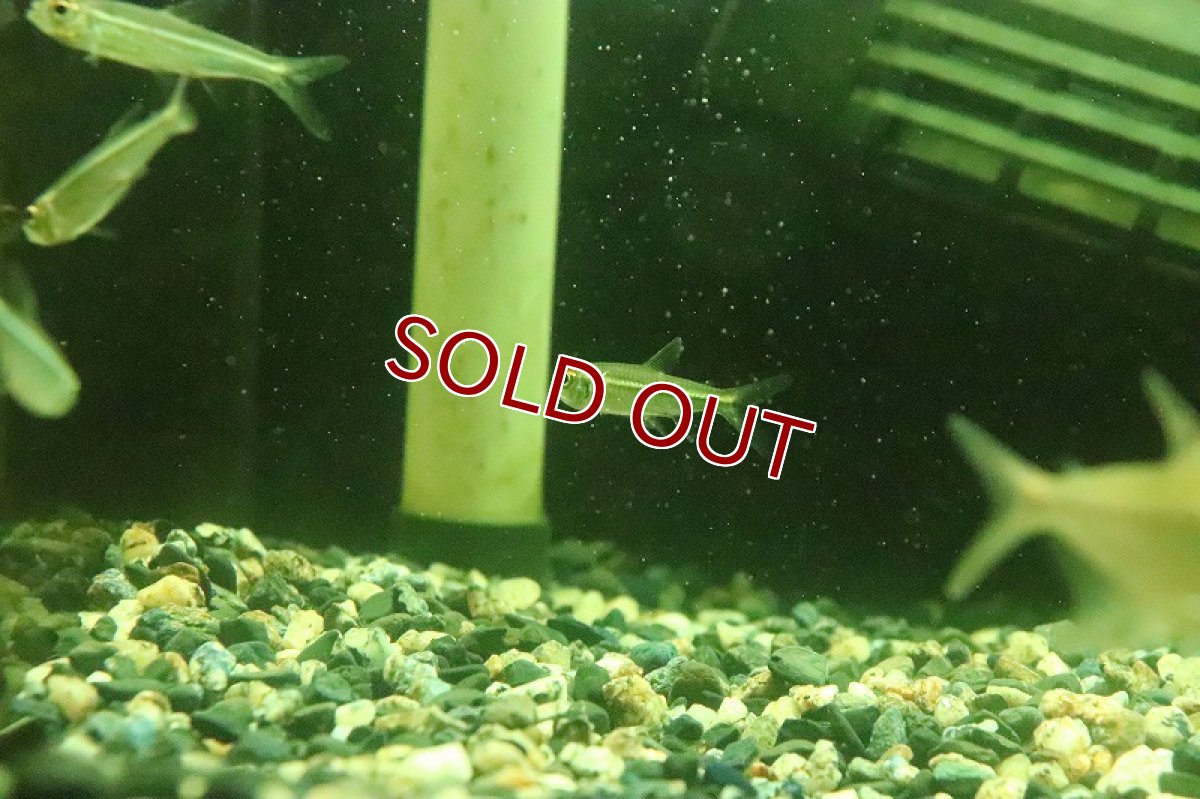 画像5: 【淡水魚】ヘミグラムス リアルベロッティ リオカイクビ産 ワイルド【１匹】(珍カラ)(生体)(淡水)NKCＫ (5)