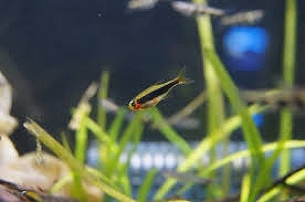 淡水魚 大特価 トゥッカーノテトラ ワイルド 1匹 珍カラ 生体 淡水 Nkck ペットバルーン ネットショップ 淡水魚 大特価 トゥッカーノテトラ ワイルド 1匹 珍カラ 生体 淡水 Nkck ペットバルーン ネットショップ
