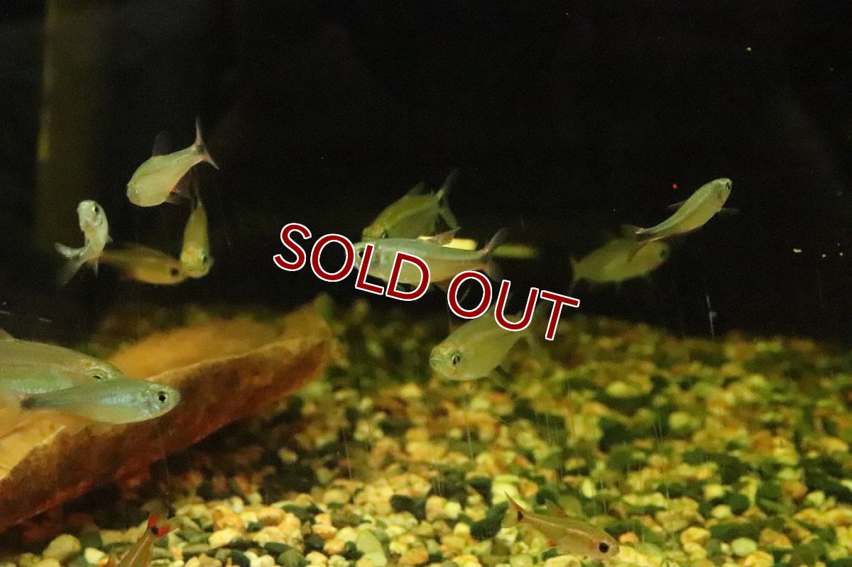 画像2: 【淡水魚】レッドフィンスレンダーハセマニア ミナスジェライス産 ワイルド【１匹】(珍カラ)(生体)(淡水)NKCＫ (2)