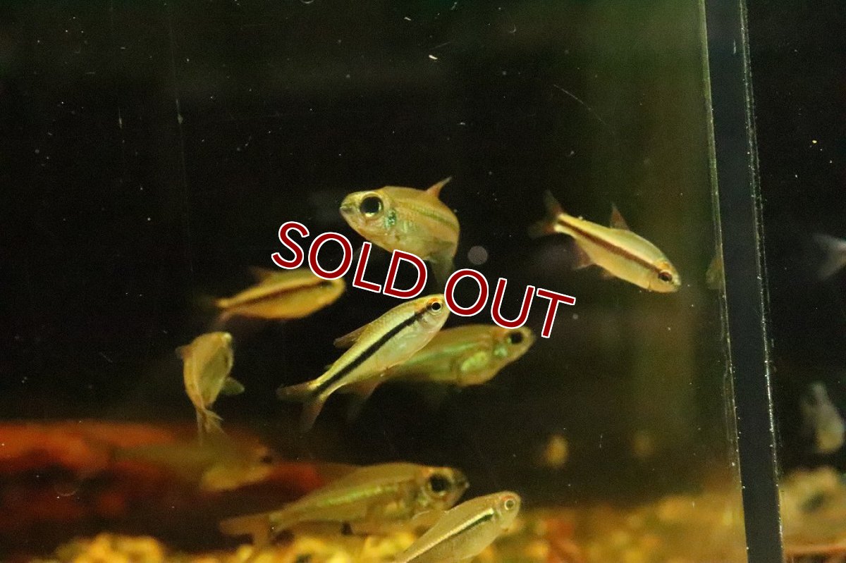 画像2: 【淡水魚】【通販】激安 インペリアルラピステトラ【1匹 サンプル画像】(珍カラ)(生体)(淡水)NKCＫ (2)