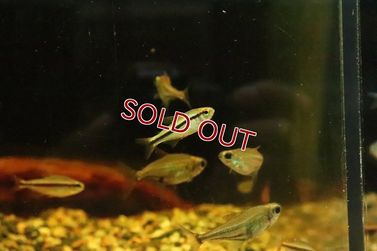 画像3: 【淡水魚】【通販】激安 インペリアルラピステトラ【1匹 サンプル画像】(珍カラ)(生体)(淡水)NKCＫ (3)