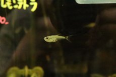 画像1: 【淡水魚】【通販】激安 アロワナテトラ バルセロス産 ワイルド【1匹 サンプル画像】(珍カラ)(生体)(淡水)NKCＫ (1)