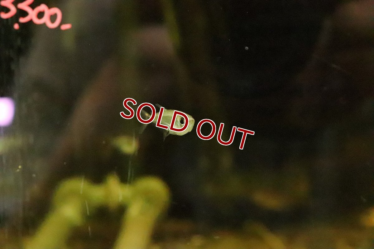 画像2: 【淡水魚】激安 アロワナテトラ バルセロス産 ワイルド【1匹 サンプル画像】(珍カラ)(生体)(淡水)NKCＫ (2)