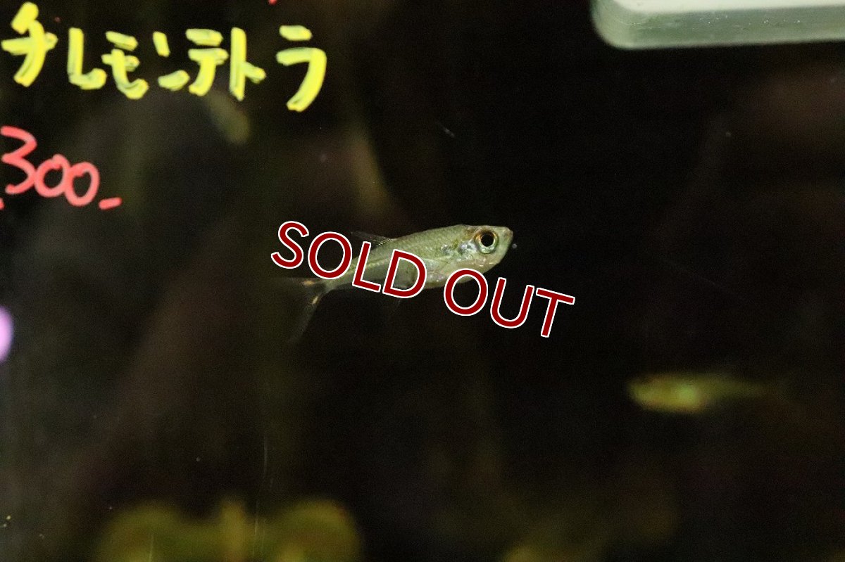 画像3: 【淡水魚】激安 アロワナテトラ バルセロス産 ワイルド【1匹 サンプル画像】(珍カラ)(生体)(淡水)NKCＫ (3)