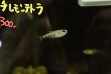 画像3: 【淡水魚】【通販】激安 アロワナテトラ バルセロス産 ワイルド【1匹 サンプル画像】(珍カラ)(生体)(淡水)NKCＫ (3)