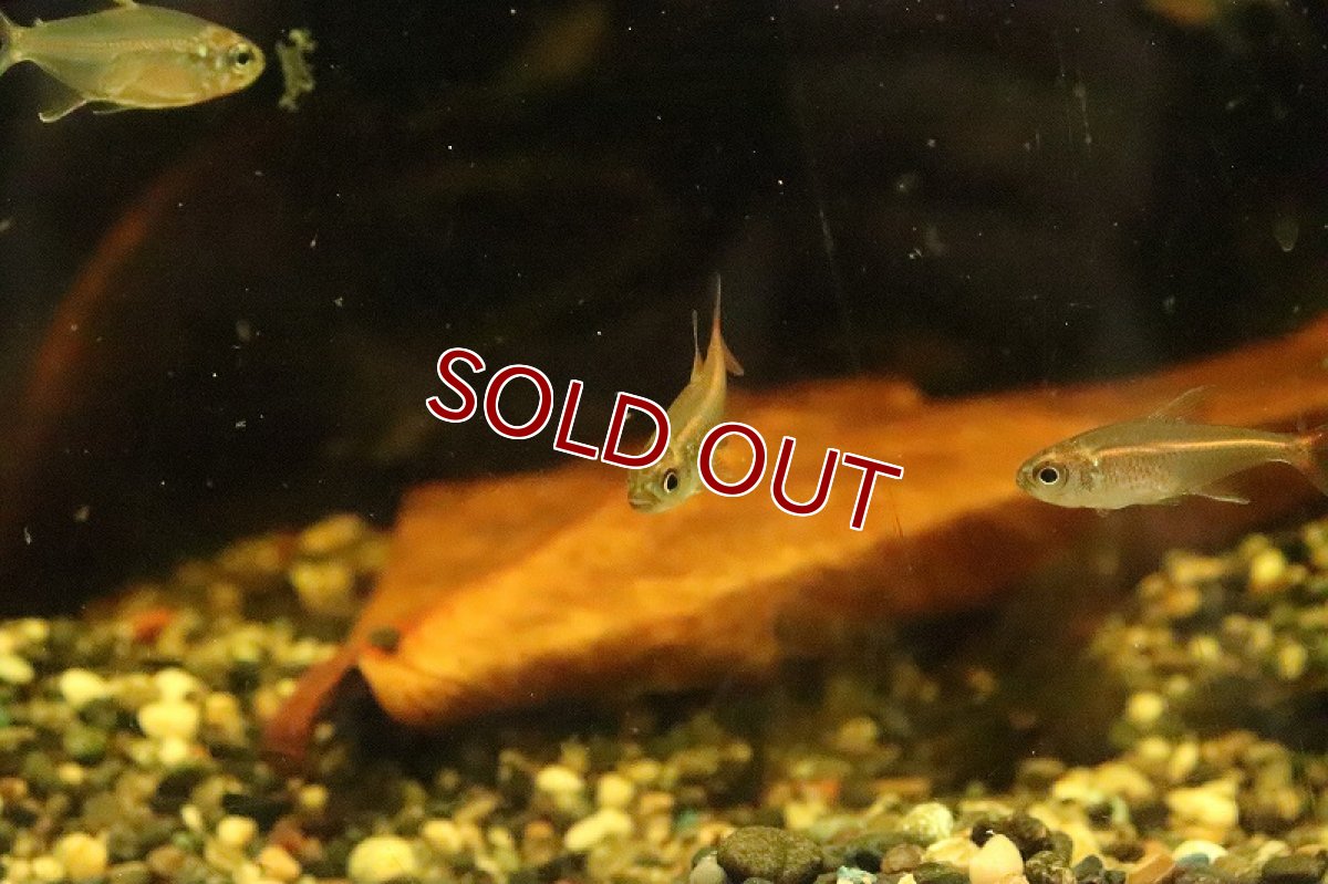 画像2: 【淡水魚】タンジェリンヘミグラムス リオテレスピレス産 ワイルド【１匹】(珍カラ)(生体)(淡水)NKCＫ (2)