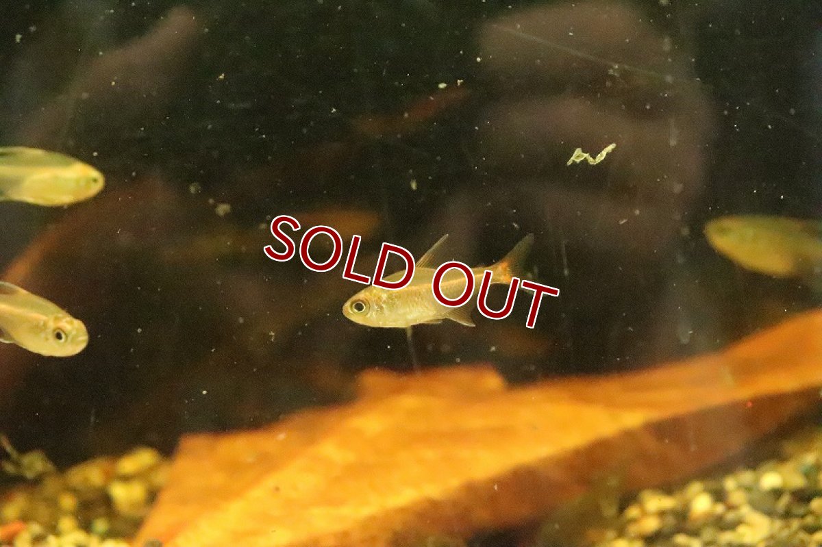 画像3: 【淡水魚】タンジェリンヘミグラムス リオテレスピレス産 ワイルド【１匹】(珍カラ)(生体)(淡水)NKCＫ (3)