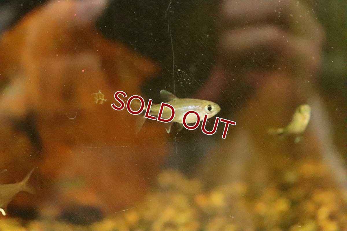 画像2: 【淡水魚】ホタルヘミグラムス リオテレスピレス産 ワイルド【１匹】(珍カラ)(生体)(淡水)NKCＫ (2)