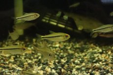 画像1: 【淡水魚】【通販】リアル ヘミグラムス カシンボエンシス ワイルド【１匹】(珍カラ)(生体)(淡水)NKCＫ (1)