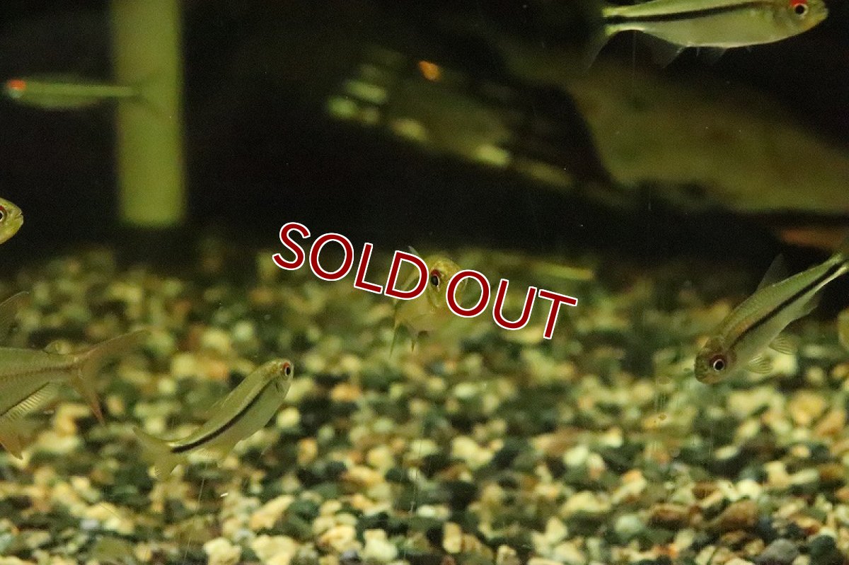 画像2: 【淡水魚】リアル ヘミグラムス カシンボエンシス ワイルド【１匹】(珍カラ)(生体)(淡水)NKCＫ (2)