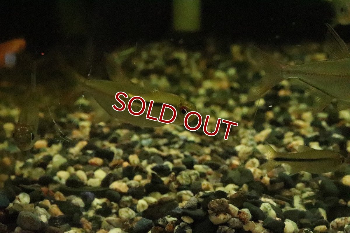 画像3: 【淡水魚】リアル ヘミグラムス カシンボエンシス ワイルド【１匹】(珍カラ)(生体)(淡水)NKCＫ (3)