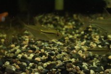 画像3: 【淡水魚】【通販】リアル ヘミグラムス カシンボエンシス ワイルド【１匹】(珍カラ)(生体)(淡水)NKCＫ (3)