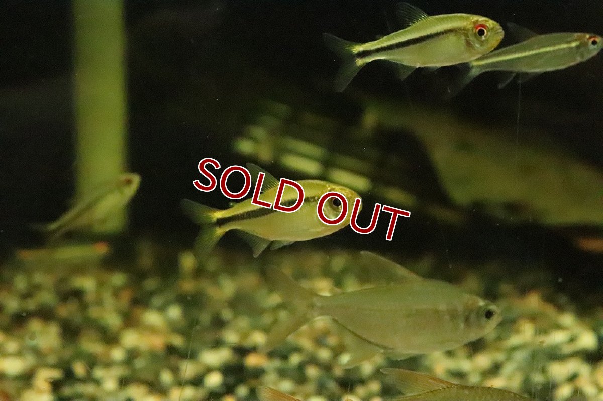 画像4: 【淡水魚】リアル ヘミグラムス カシンボエンシス ワイルド【１匹】(珍カラ)(生体)(淡水)NKCＫ (4)