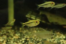 画像4: 【淡水魚】【通販】リアル ヘミグラムス カシンボエンシス ワイルド【１匹】(珍カラ)(生体)(淡水)NKCＫ (4)