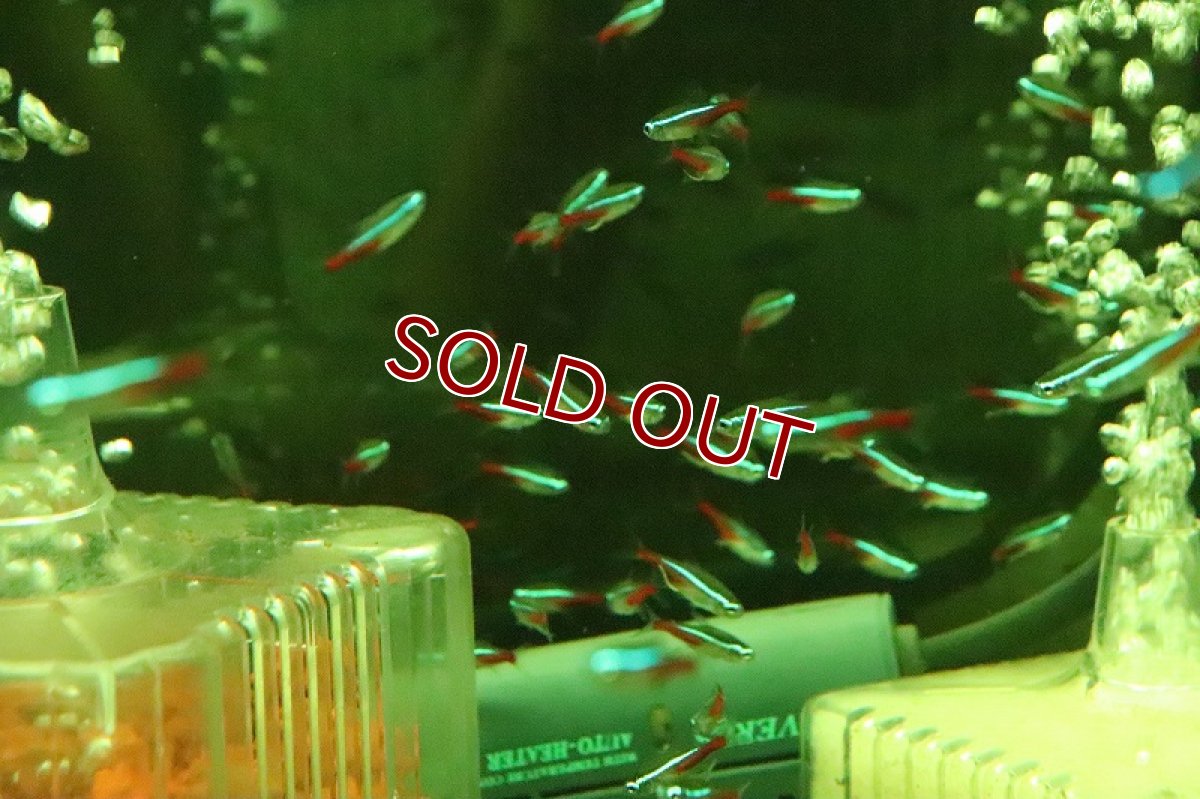 画像2: 【淡水魚】【通販】激レア ブラジル便 ネオンテトラ ソリモエンシス産 ワイルド【1匹 サンプル画像】(珍カラ)(生体)(淡水)NKCＫ (2)