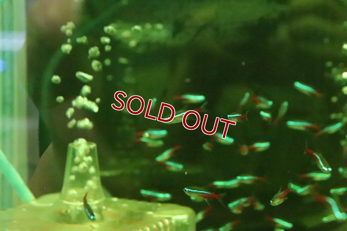 画像3: 【淡水魚】【通販】激レア ブラジル便 ネオンテトラ ソリモエンシス産 ワイルド【1匹 サンプル画像】(珍カラ)(生体)(淡水)NKCＫ (3)