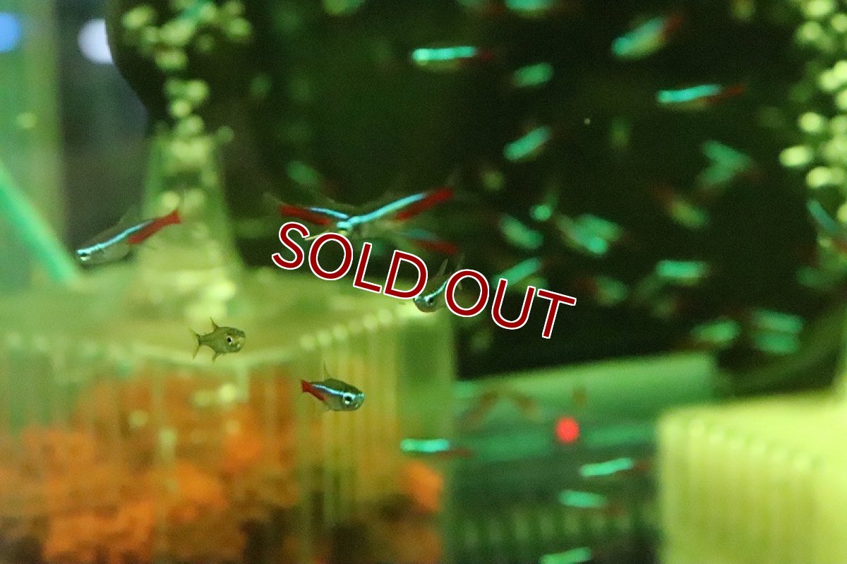 画像4: 【淡水魚】【通販】激レア ブラジル便 ネオンテトラ ソリモエンシス産 ワイルド【1匹 サンプル画像】(珍カラ)(生体)(淡水)NKCＫ (4)