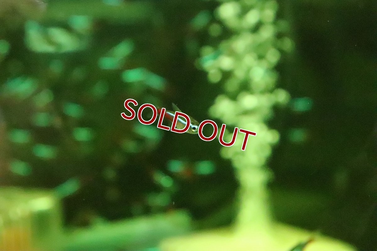 画像5: 【淡水魚】【通販】激レア ブラジル便 ネオンテトラ ソリモエンシス産 ワイルド【1匹 サンプル画像】(珍カラ)(生体)(淡水)NKCＫ (5)