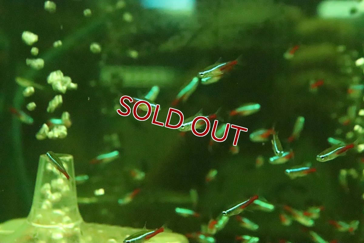 画像7: 【淡水魚】【通販】激レア ブラジル便 ネオンテトラ ソリモエンシス産 ワイルド【1匹 サンプル画像】(珍カラ)(生体)(淡水)NKCＫ (7)