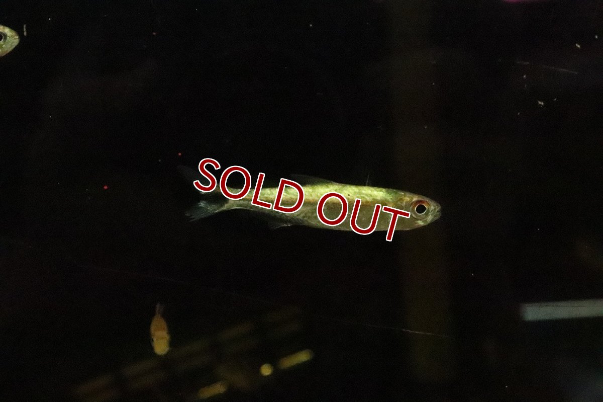 画像2: 【淡水魚】激レア プラチナマニスワテトラ マニスワ産ワイルド【１匹】(珍カラ)(生体)(淡水)NKCＫ (2)