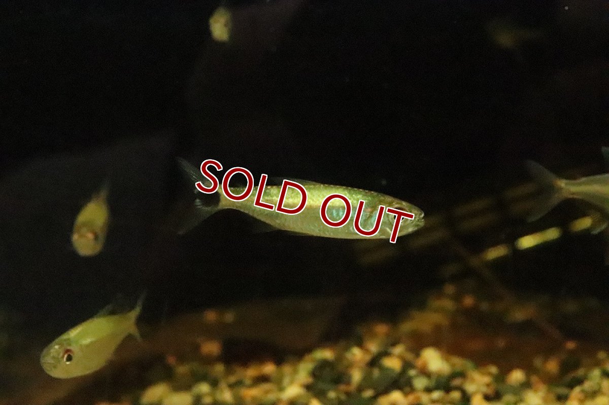 画像3: 【淡水魚】激レア プラチナマニスワテトラ マニスワ産ワイルド【１匹】(珍カラ)(生体)(淡水)NKCＫ (3)