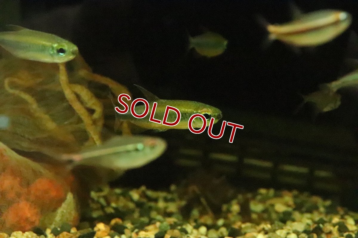 画像2: 【淡水魚】レア種 レッドフィン ゴールデンコンゴテトラ ワイルド【1匹】(珍カラ)(生体)(淡水)NKCK (2)