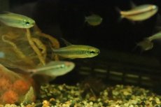 画像2: 【淡水魚】【通販】レア種 レッドフィン ゴールデンコンゴテトラ ワイルド【１匹】(珍カラ)(生体)(淡水)NKCＫ (2)