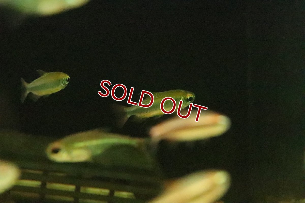 画像3: 【淡水魚】レア種 レッドフィン ゴールデンコンゴテトラ ワイルド【1匹】(珍カラ)(生体)(淡水)NKCK (3)