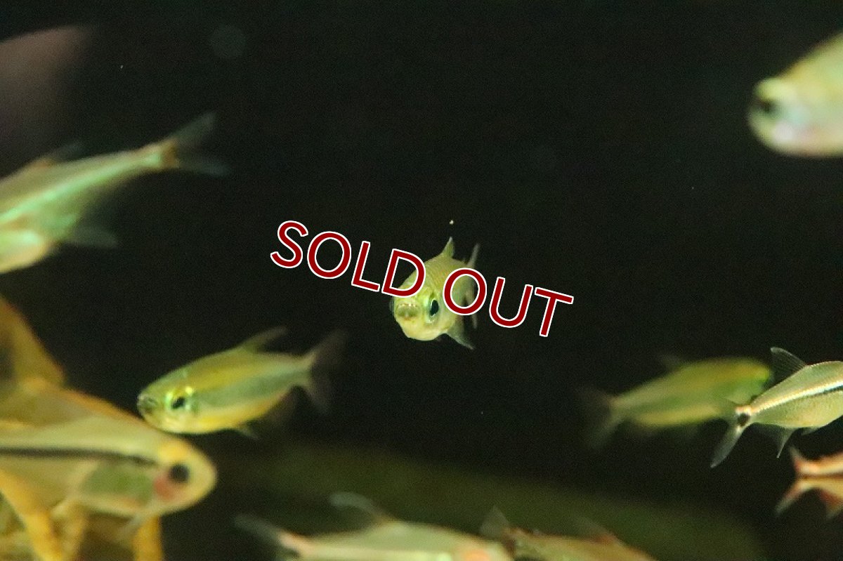 画像4: 【淡水魚】レア種 レッドフィン ゴールデンコンゴテトラ ワイルド【1匹】(珍カラ)(生体)(淡水)NKCK (4)